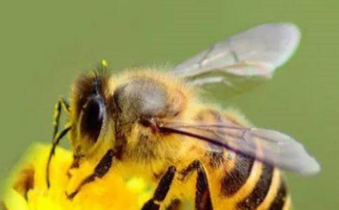 孕妇梦见蜜蜂一直追着自己预示什么？