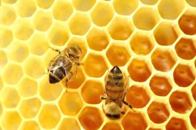 养生知识：蜂巢4类人不能吃，否则反而有害无益