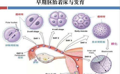 胚胎停育，不要忽略我们身边的“隐形杀手”