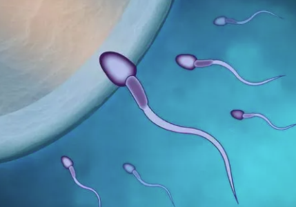 精子正常为什么还是怀不上